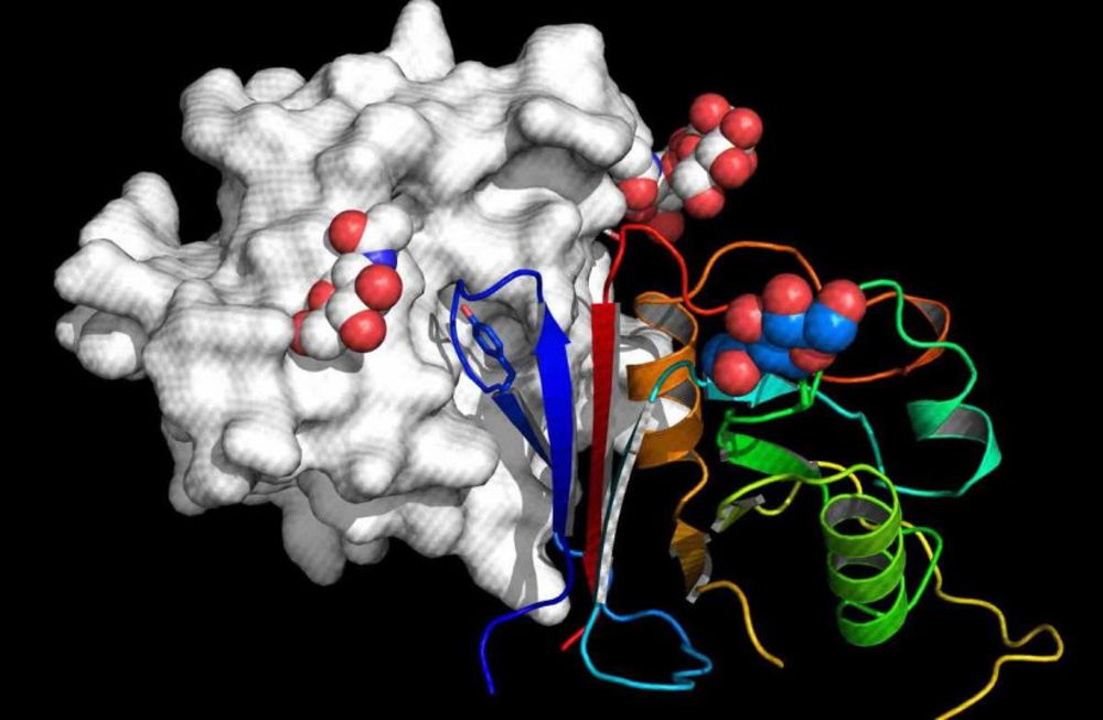 Molécula señuelo puede neutralizar virus que se transmiten de animales a personas