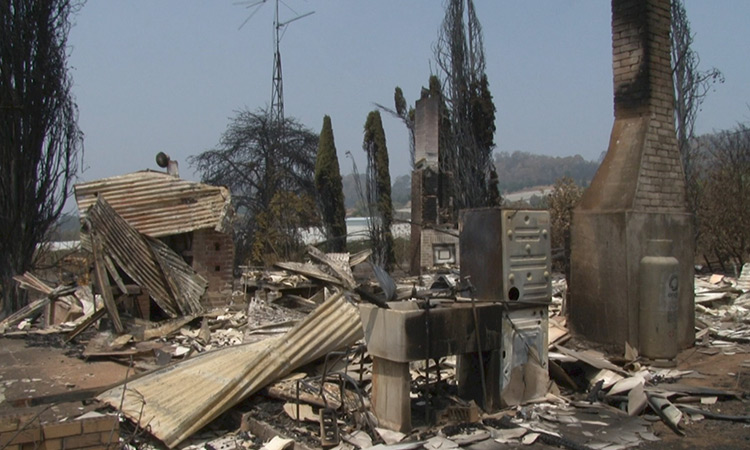 Incendios en Australia: mil millones de animales muertos y devastación