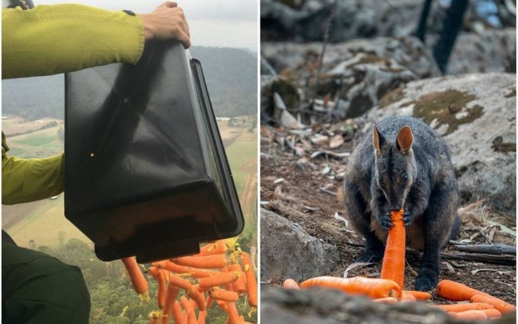 Desde helicóptero, lanzan comida para animales sobrevivientes de incendios en Australia