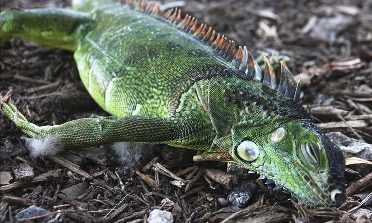 Meteorólogos advierten que en Florida podría haber “lluvia” ¿de iguanas?