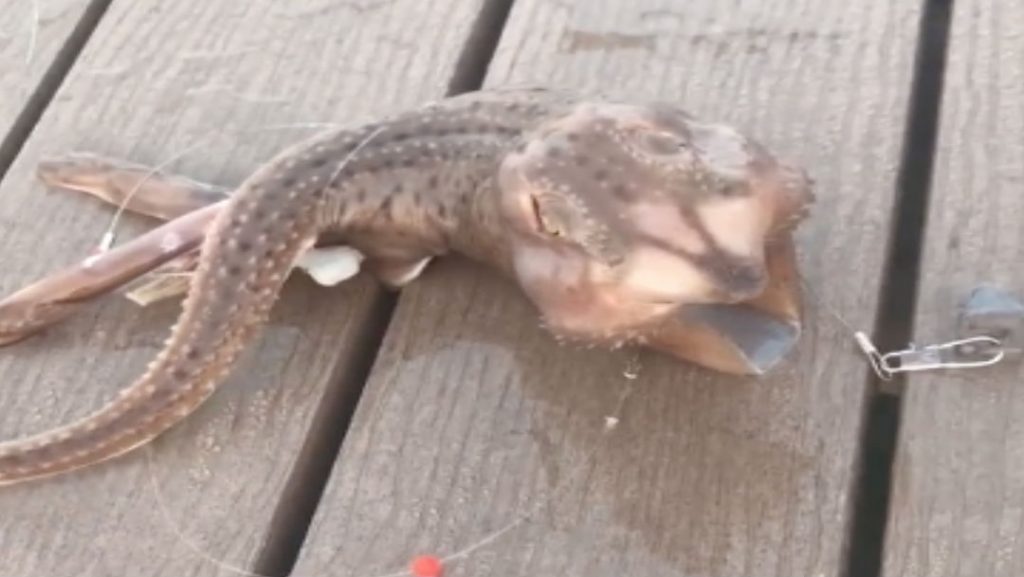 Video de extraña criatura capturada en Nueva York se vuelve viral