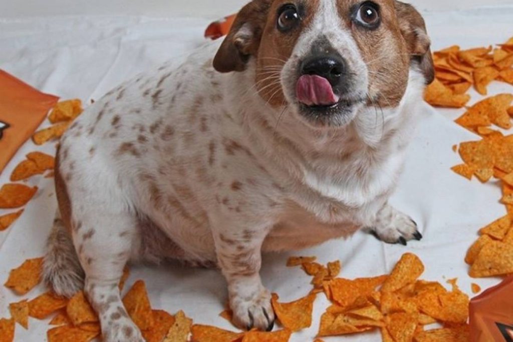 Perrita sufre de obesidad y se hace viral en redes: es adicta a un snack